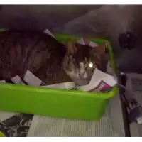 Foto dell\'animale gatto - Matr. 2018/0799 - Microchip 380260042531660