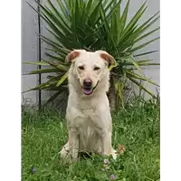 Foto dell\'animale cane - Matr. 2016/2323 - Microchip 380260042531753