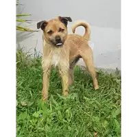 Foto dell\'animale cane - Matr. 2018/0588 - Microchip 380260002299536