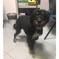 Foto dell\'animale cane - Matr. 2017/1374 - Microchip 380260000156432
