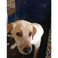 Foto dell\'animale cane - Matr. 2018/0828 - Microchip 380260043499840