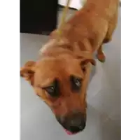 Foto dell\'animale cane - Matr. 2018/0829 - Microchip 380260043500399
