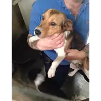 Foto dell\'animale cane - Matr. 2018/0826 - Microchip 380260043500113