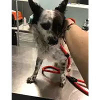Foto dell\'animale cane - Matr. 2018/0833 - Microchip 380260043501103