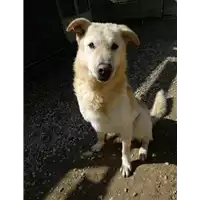 Foto dell\'animale cane - Matr. 2012/1668 - Microchip 981100000632328