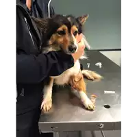 Foto dell\'animale cane - Matr. 2018/0834 - Microchip 380260043500116