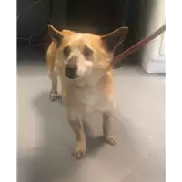 Foto dell\'animale cane - Matr. 2018/0835 - Microchip 380260043499615