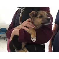 cane - Matr. 2018/0836 - Microchip 380260043501418