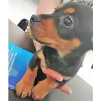 Foto dell\'animale cane - Matr. 2018/0840 - Microchip 380260043501198