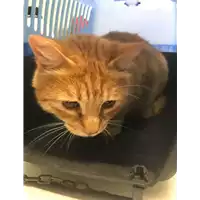 Foto dell\'animale gatto - Matr. 2018/0839 - Microchip 380260043499776
