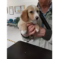 Foto dell\'animale cane - Matr. 2018/0841 - Microchip 380260043484028