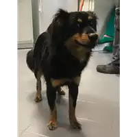 Foto dell\'animale cane - Matr. 2018/0842 - Microchip 380260043520419