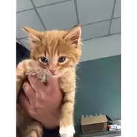 Foto dell\'animale gatto - Matr. 2018/0843 - Microchip 380260043500489