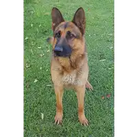Foto dell\'animale cane - Matr. 2018/0848 - Microchip 380260043501138