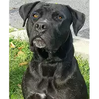 Foto dell\'animale cane - Matr. 2018/0852 - Microchip 380260043499770