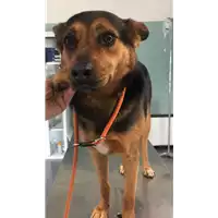 Foto dell\'animale cane - Matr. 2014/1797 - Microchip 380260002317071