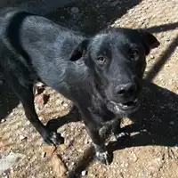 Foto dell\'animale cane - Matr. 2018/0851 - Microchip 380260043508365