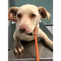 Foto dell\'animale cane - Matr. 2018/0855 - Microchip 380260043520421