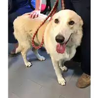 Foto dell\'animale cane - Matr. 2018/0865 - Microchip 380260043500515