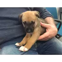 Foto dell\'animale cane - Matr. 2018/0867 - Microchip 380260043501171