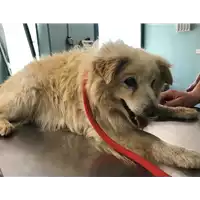 Foto dell\'animale cane - Matr. 2018/0866 - Microchip 380260043501452