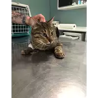 Foto dell\'animale gatto - Matr. 2018/0873 - Microchip 380260043500339
