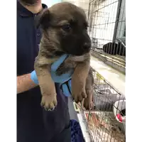Foto dell\'animale cane - Matr. 2018/0868 - Microchip 380260043501397