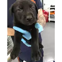Foto dell\'animale cane - Matr. 2018/0869 - Microchip 380260043508383