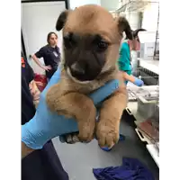 Foto dell\'animale cane - Matr. 2018/0870 - Microchip 380260043500812