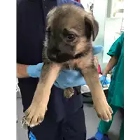 Foto dell\'animale cane - Matr. 2018/0871 - Microchip 380260043501413