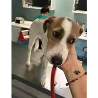 Foto dell\'animale cane - Matr. 2018/0874 - Microchip 380260043508333