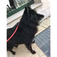Foto dell\'animale cane - Matr. 2018/0875 - Microchip 380260043507614