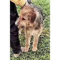 Foto dell\'animale cane - Matr. 2018/0888 - Microchip 380260042906583