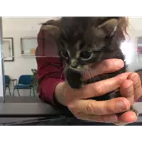 Foto dell\'animale gatto - Matr. 2018/0893 - Microchip 380260042819823