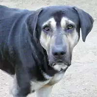 Foto dell\'animale cane - Matr. 2018/0890 - Microchip 380260043507562