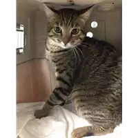 Foto dell\'animale gatto - Matr. 2018/0894 - Microchip 380260043507876