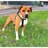 Foto dell\'animale cane - Matr. 2018/0892 - Microchip 380260043501040