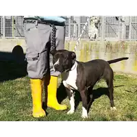Foto dell\'animale cane - Matr. 2018/0891 - Microchip 380260043500220