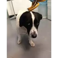 Foto dell\'animale cane - Matr. 2018/0895 - Microchip 380260043500231