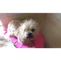 Foto dell\'animale cane - Matr. 2018/0887 - Microchip 380260043507654