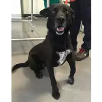 Foto dell\'animale cane - Matr. 2018/0897 - Microchip 380260043507325