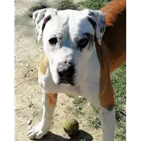 Foto dell\'animale cane - Matr. 2018/0902 - Microchip 380260043507821