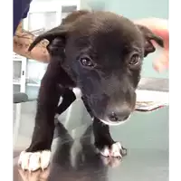 Foto dell\'animale cane - Matr. 2018/0905 - Microchip 380260043500194