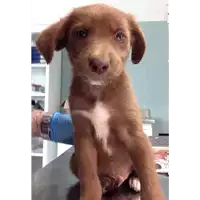 Foto dell\'animale cane - Matr. 2018/0910 - Microchip 380260043507189