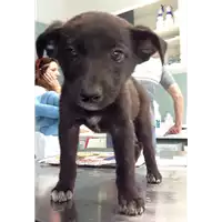 Foto dell\'animale cane - Matr. 2018/0906 - Microchip 380260043507551