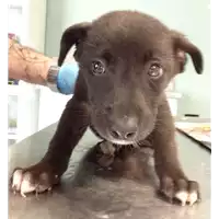 Foto dell\'animale cane - Matr. 2018/0907 - Microchip 380260043484446