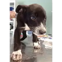 Foto dell\'animale cane - Matr. 2018/0908 - Microchip 380260043499846