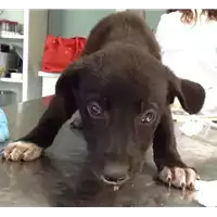 Foto dell\'animale cane - Matr. 2018/0909 - Microchip 380260043500904