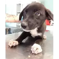Foto dell\'animale cane - Matr. 2018/0911 - Microchip 380260043507837
