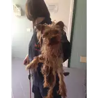 Foto dell\'animale cane - Matr. 2018/0707 - Microchip 380260043501339